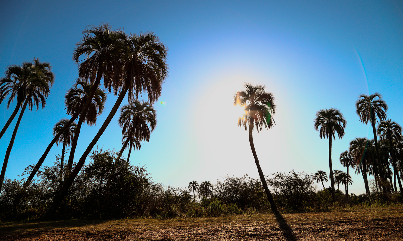 Palmeras de Yatay - Parque Nacional El Palmar