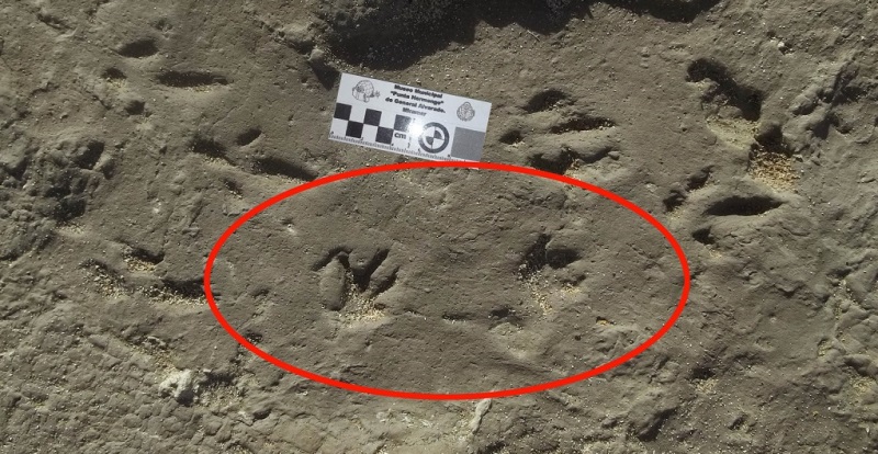 miramar-huellas de Porcellusignum conculcator