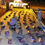 1.000 kilos de surubíes decomisados por la Guardia Rural Los Pumas en Reconquista