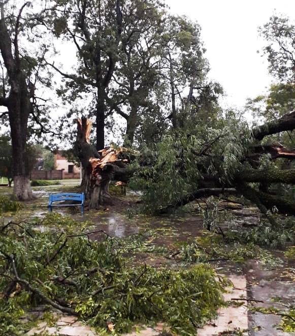 guillermina-vientos1