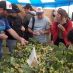 Cosecha del Lúpulo 05