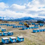 Valle Andino Apícola de Esquel y Trevelin (10)