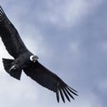 Esquel-Condor Bariloche Simpson