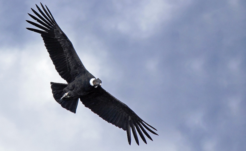 Esquel-Condor Bariloche Simpson