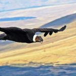 Esquel-Condor Bariloche Simpson (2)