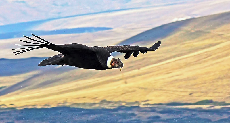 Esquel-Condor Bariloche Simpson (2)