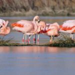 Esquel-Flamenco-austral