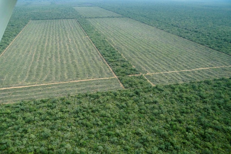 Salta, Julio de 2013. Fotos Aereas del desmonte en la Finca San Francisco, Provincia de Salta.  (c) Greenpeace