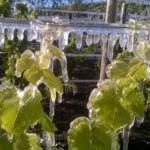 PROCESO PRODUCTIVO VIÑEDO (12)