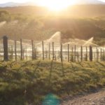 PROCESO PRODUCTIVO VIÑEDO (7)