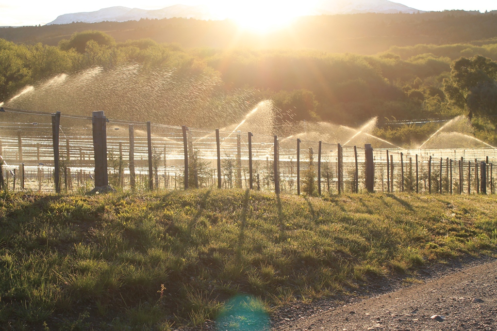 PROCESO PRODUCTIVO VIÑEDO (7)