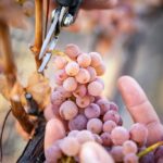 vendimia 29 abril-21