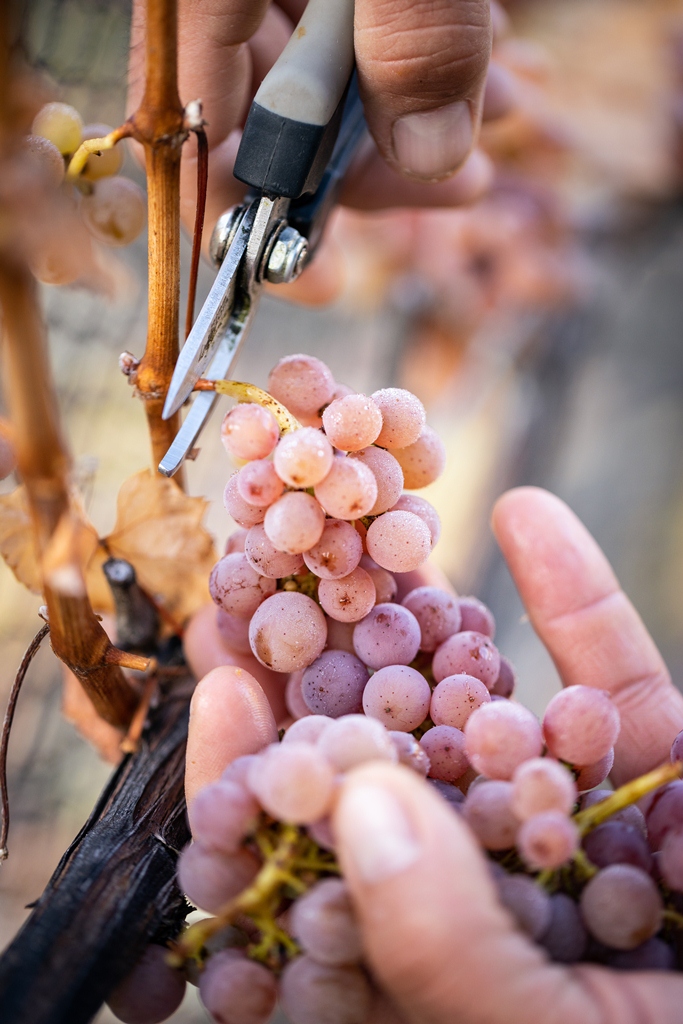 vendimia 29 abril-21