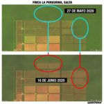 Comparativa Satelitales Finca La Peregrina