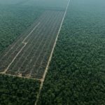 Desmonte en finca La Peregrina 2018