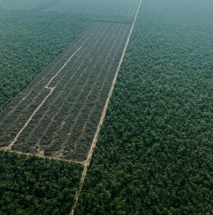 Desmonte en finca La Peregrina 2018