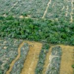 Desmonte en finca San Francisco 2013