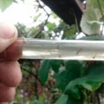 larvas dengue en agua