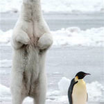 oso-pinguino
