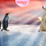 oso-pinguino3