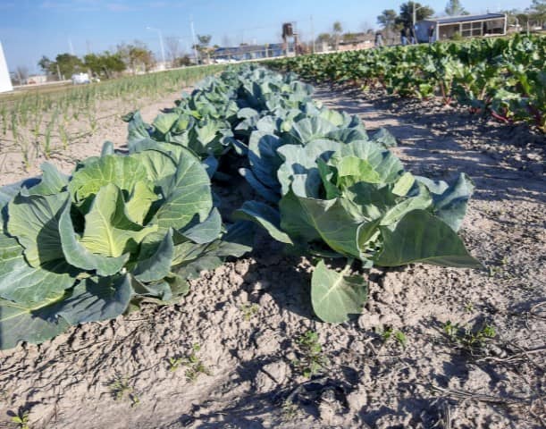 verduras