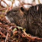 GPA_IncendiosDelta_25