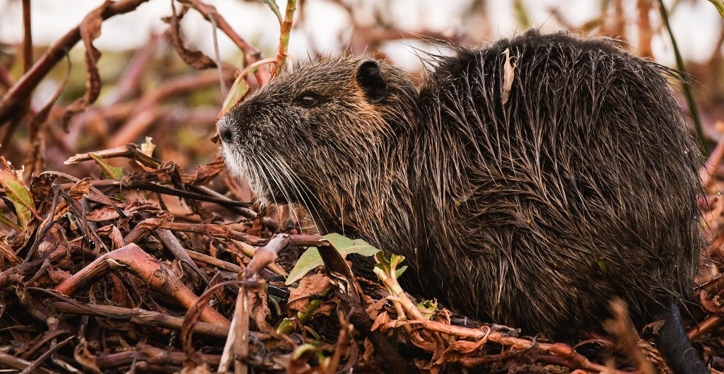 En la Rambla Catalunya de la ciudad de Rosario, Greenpeace acompañó a la Multisectorial Humedales en la convocatoria "Unión de las Orillas", la cual formó un cordón de embarcaciones a remo uniendo las costas entrerrianas y santafesinas, en reclamo por la Ley de Humedales que ponga fin a las quemas intencionadas.