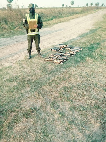 los-pumas-el-guanagan