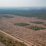 Monitoreo Satelital Desmontes en el Norte Argentino