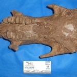 craneo del megaterio mas antigua de argentina. museo de miramar (1)