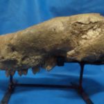 SAMSUNG CAMERA PICTURES