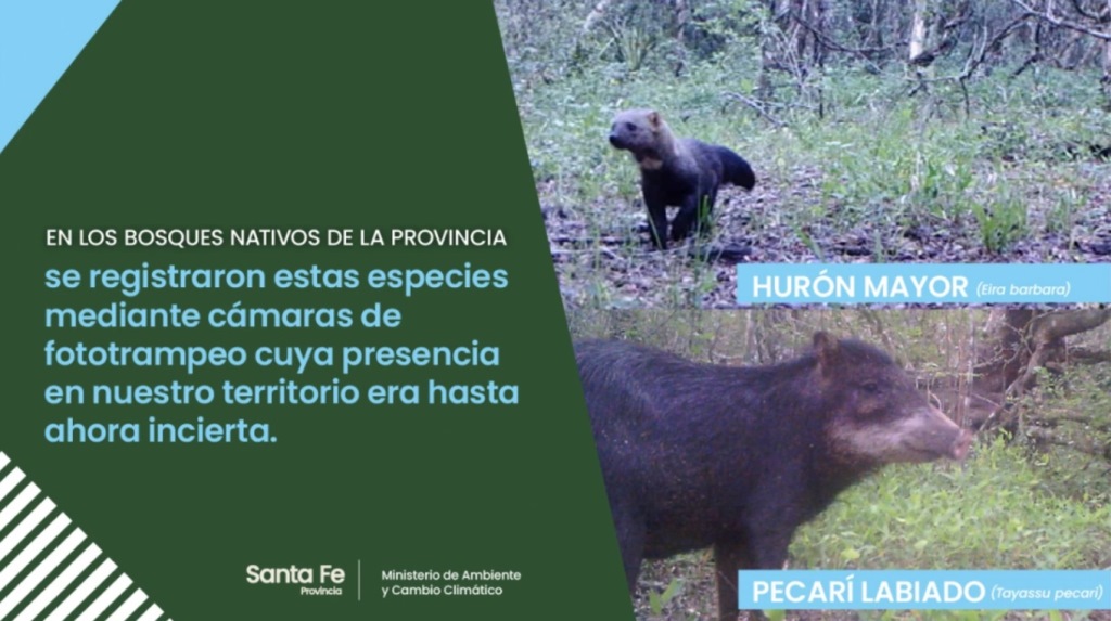 huron y pecari