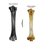 hallazgo-Nuevo Teratorno vs Cóndor