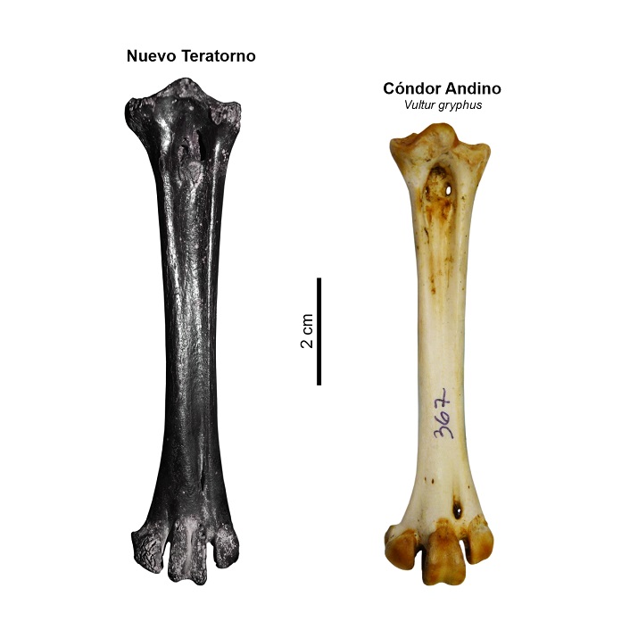 Nuevo Teratorno vs Cóndor