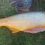 prefectura secuestro faena3