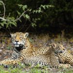 Yaguareté Crédito Eduardo Fragoso Greenpeace (1)