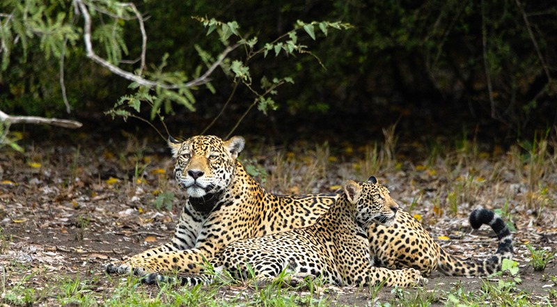 Se estima que quedan sólo 20 en la región del Gran Chaco y alrededor de 250 en todo el país.
