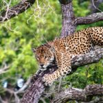 Yaguareté Crédito Eduardo Fragoso Greenpeace (15)