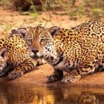 Yaguareté Crédito Eduardo Fragoso Greenpeace (8)