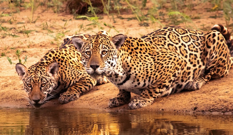 El felino más grande de nuestro continente se encuentra en “peligro crítico”.