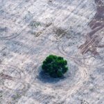 Deforestacion Norte Argentino