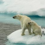 Osos polares en el Ártico