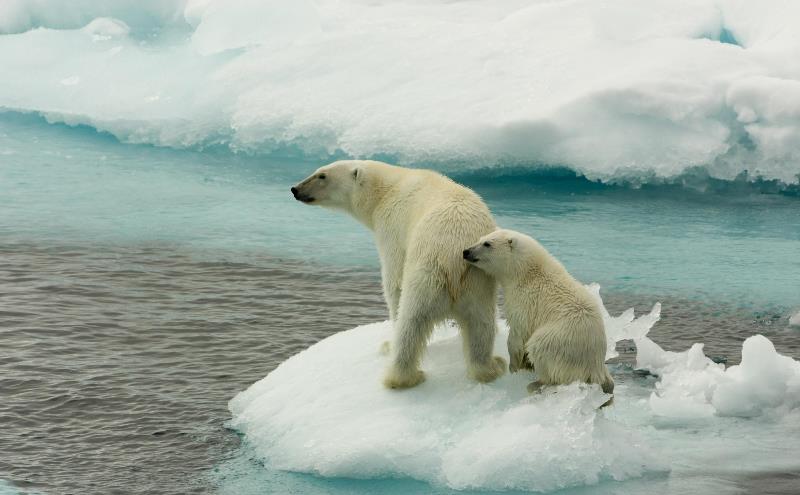 Osos polares en el Ártico