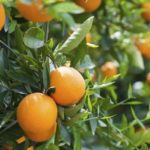 citrus
