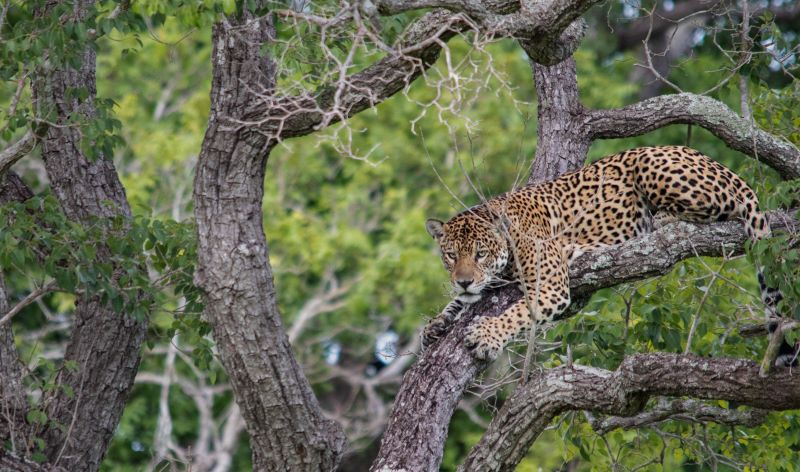 Crédito Eduardo Fragoso, Greenpeace