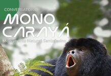 Conversatorio abierto para declarar al Mono Carayá como Monumento Natural de la provincia