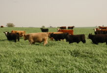 Schueri: Con la marca de la producción