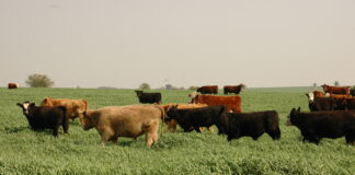 Schueri: Con la marca de la producción