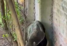 Villa Ocampo: Rescatan un oso hormiguero en una vivienda sobre la Ruta Nacional 11