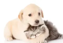 23 de marzo: Día Mundial del Cachorro